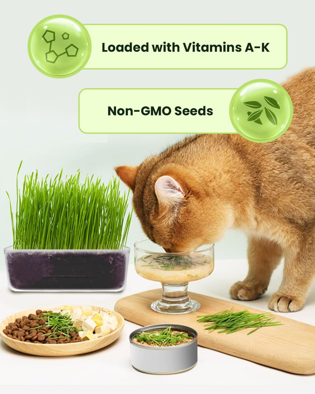 3 Pack Cat Grass Seeds Growing Kit F1801