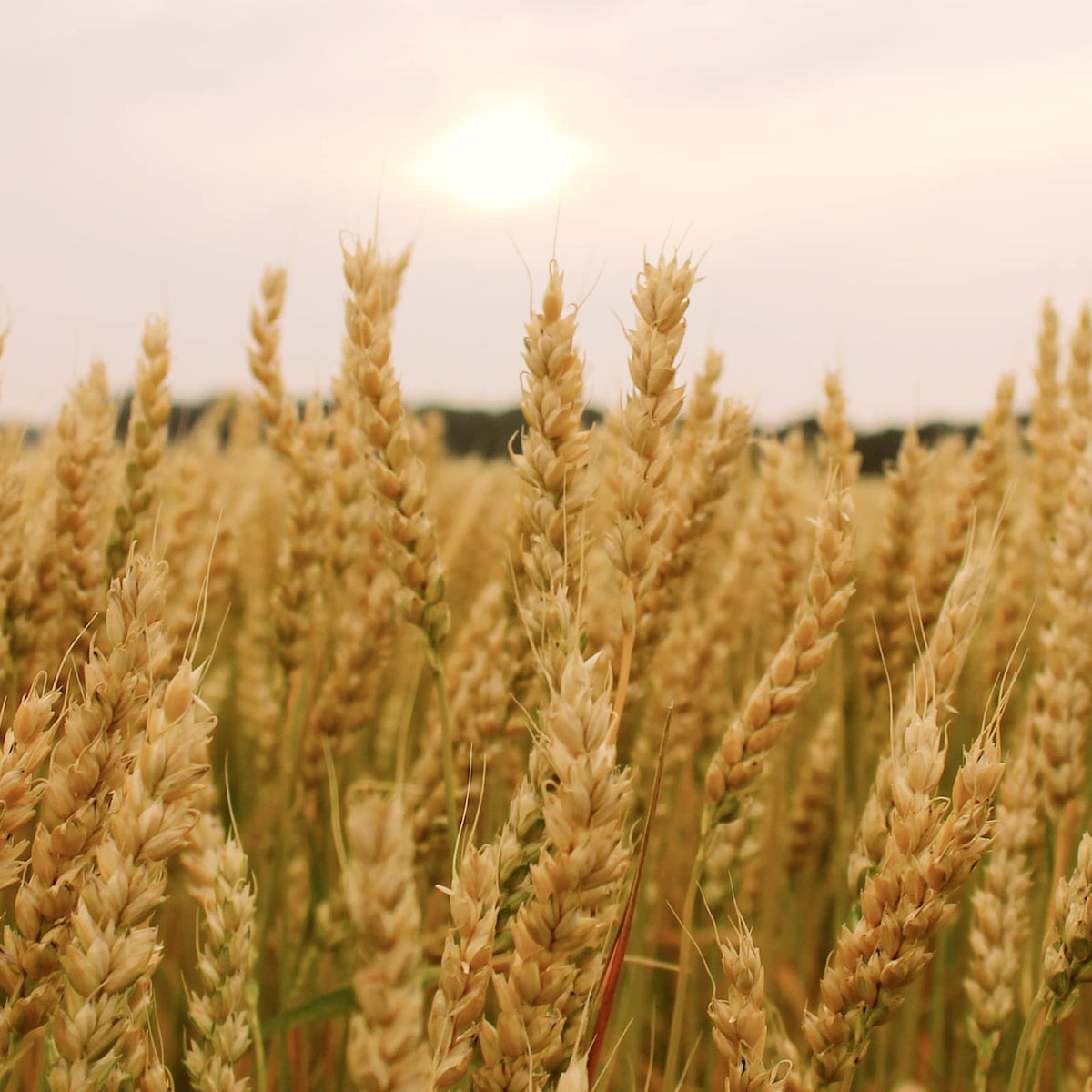 Soft White Wheat Berries 25 Lbs J768