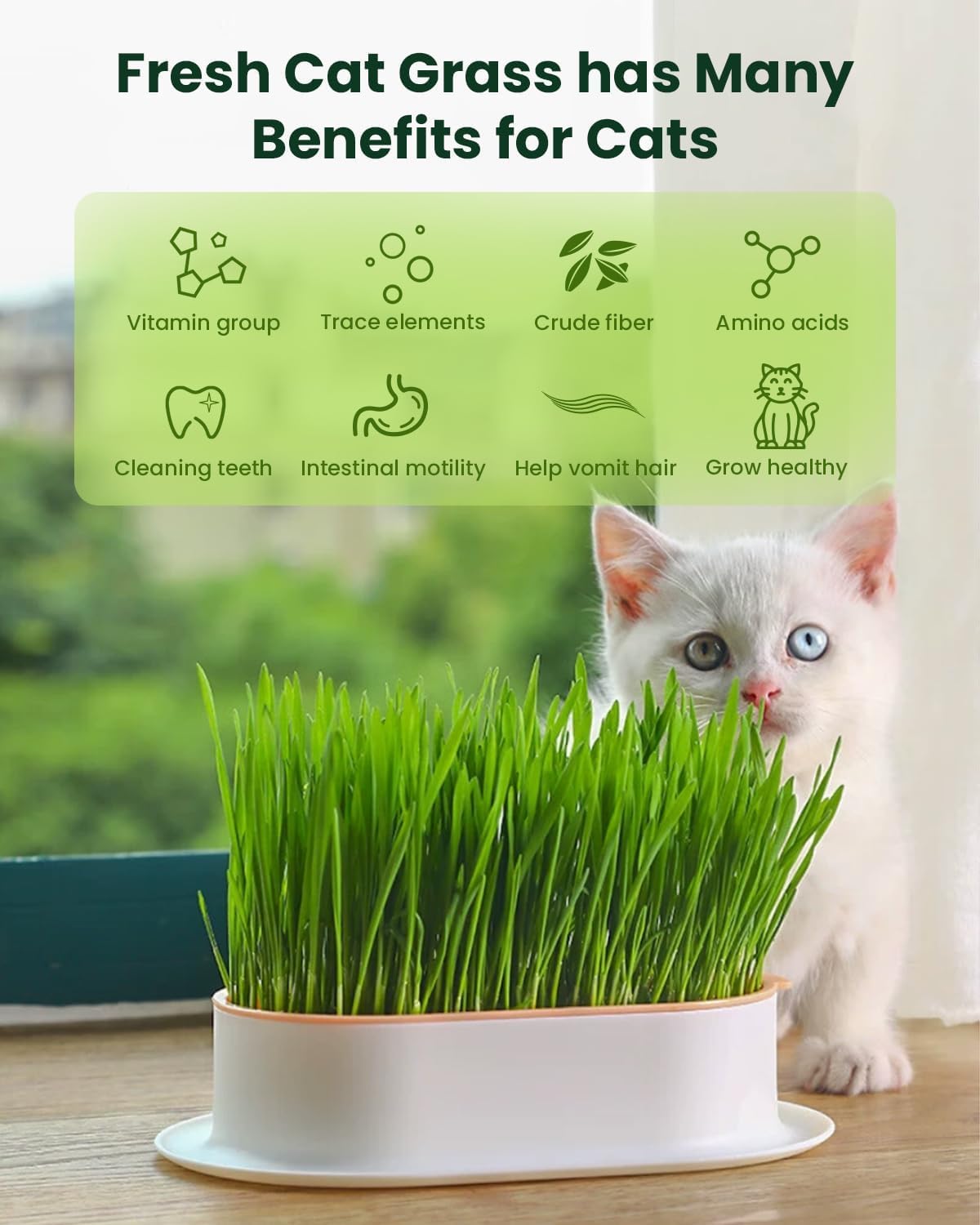 3 Pack Cat Grass Seeds Growing Kit F1801