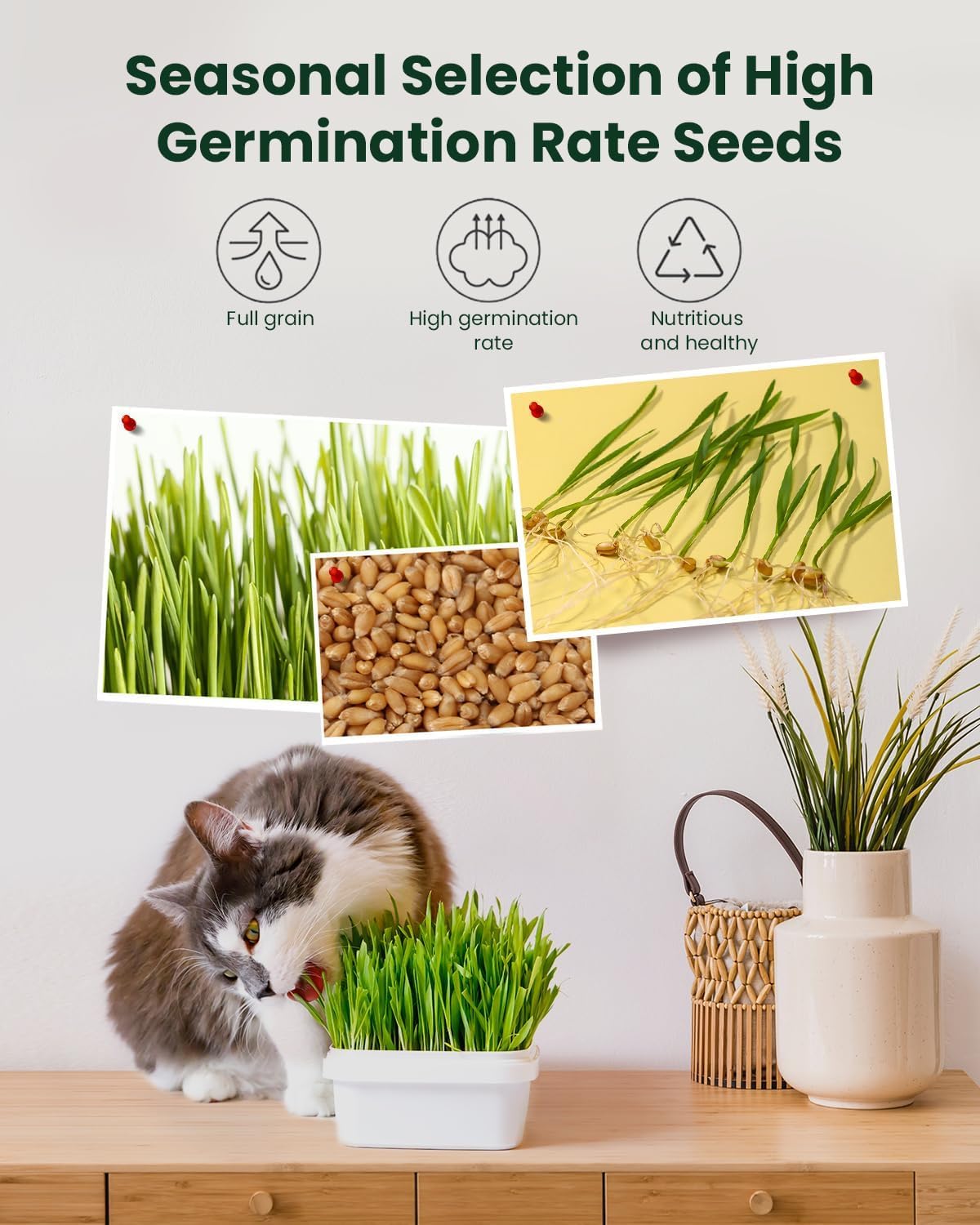 3 Pack Cat Grass Seeds Growing Kit F1801
