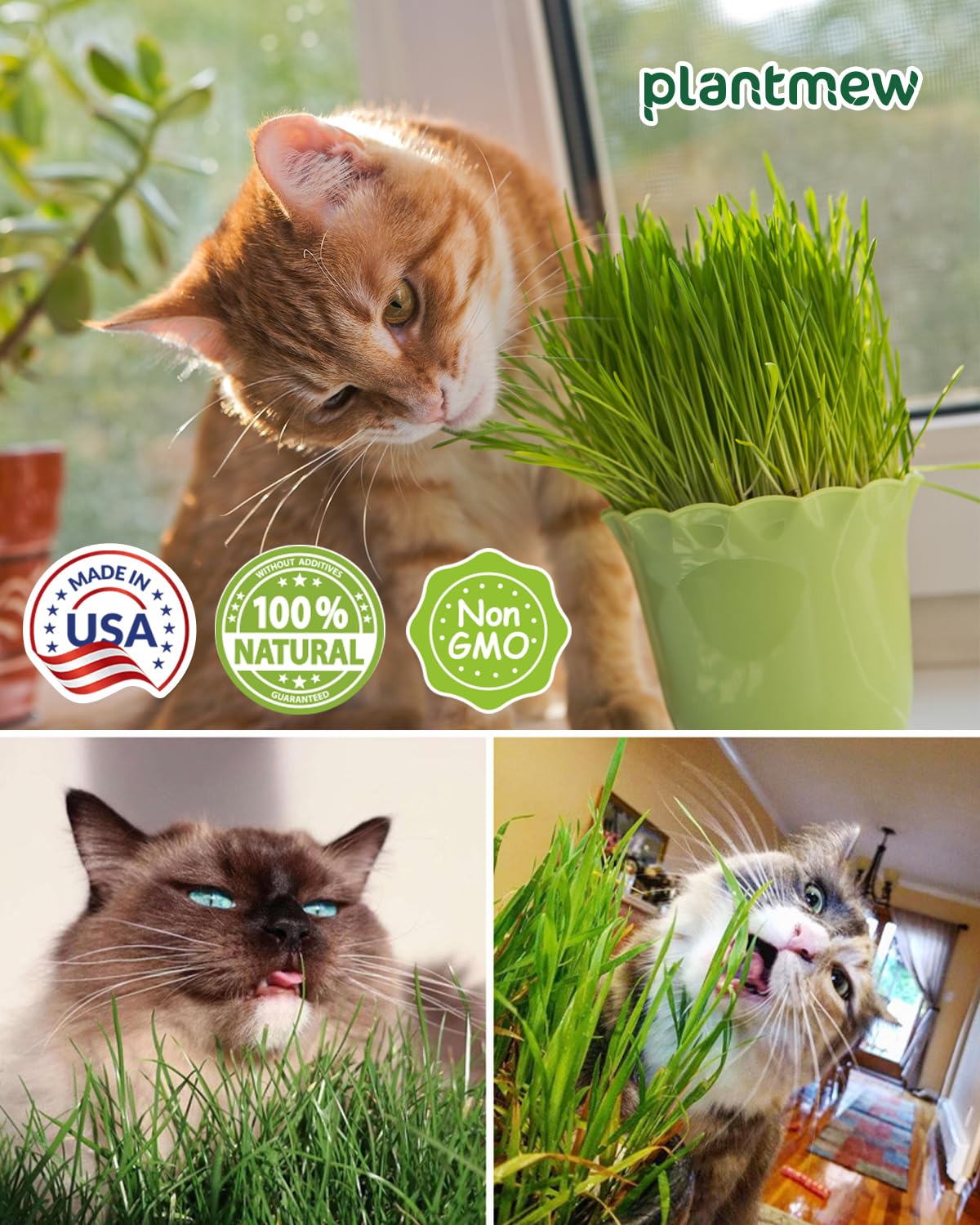 3 Pack Cat Grass Seeds Growing Kit F1801