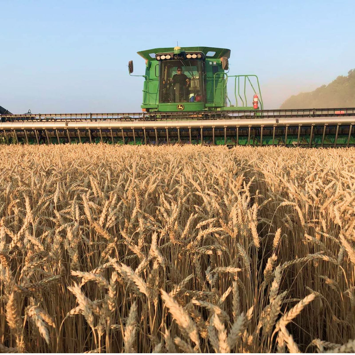Soft White Wheat Berries 25 Lbs J768
